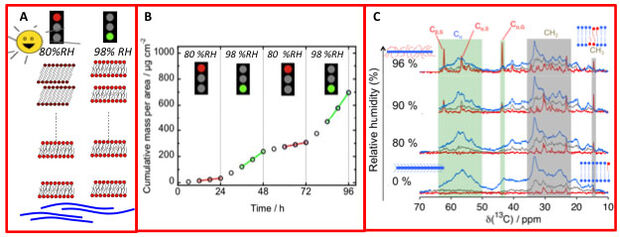 FIGURE: Molecular explanation for skin occlusion